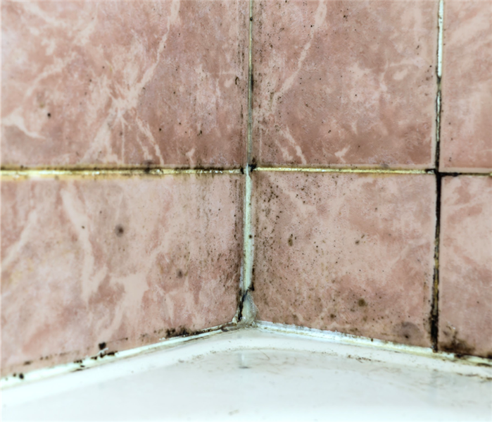 Black mold grout on bathroom tiles