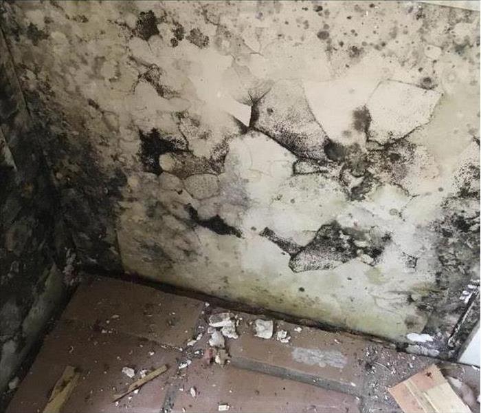 Cracked wall covered with black mold.