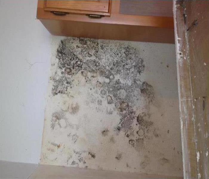 Mold growth found behind kitchen cabinet